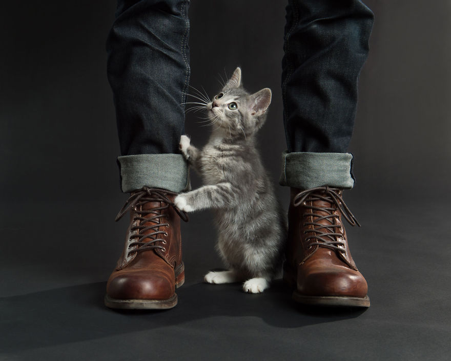 These 14 Felines And Fellas Posed For A Fundraising Calendar These 14 Felines And Fellas Posed For A Fundraising Calendar