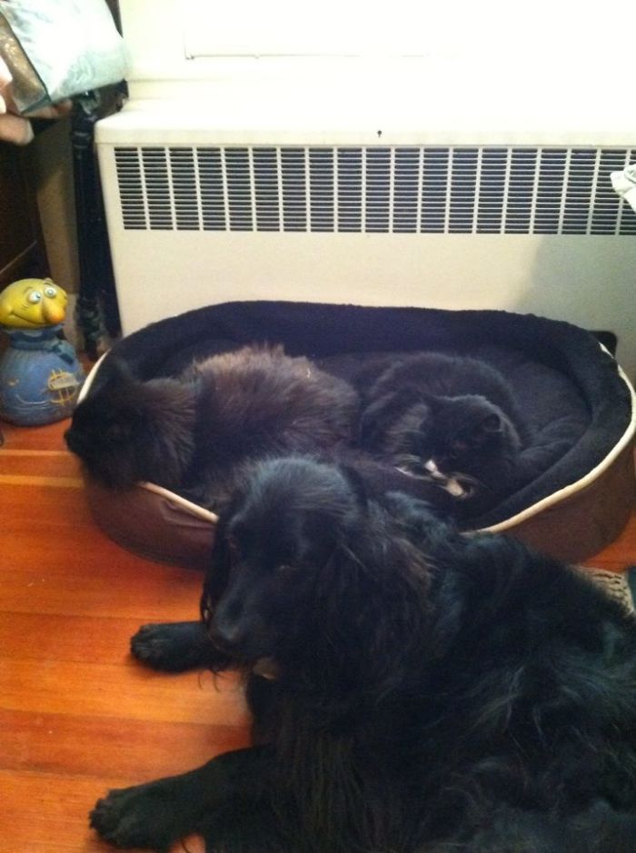 What's Worse Than A Cat In Your Bed? Two!