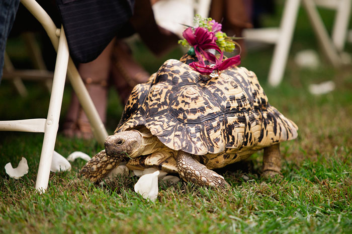 Tortoise Ring Bearer