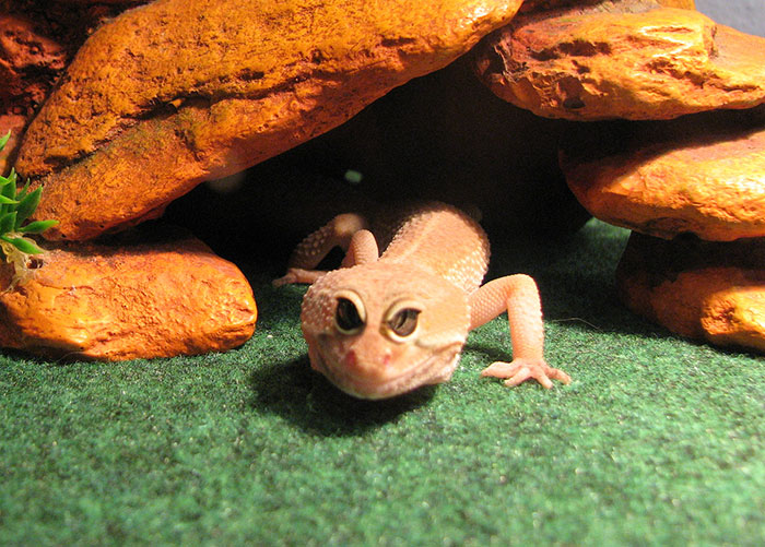 Leopard Gecko