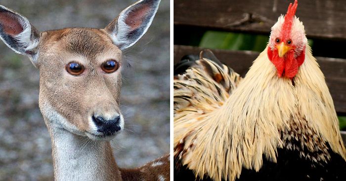 What 30 Different Animals Would Look Like If Their Eyes Were At The Front
