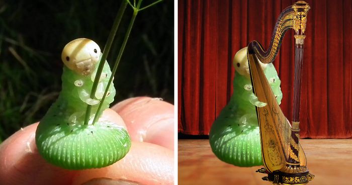 Caterpillar Holding Blade Of Grass Sparks Photoshop Battle