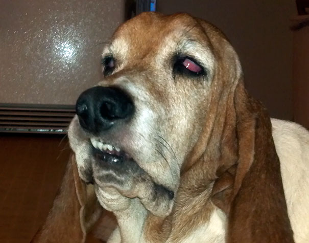 People Ask Me Why There Are So Many Pictures Of My Dog On My Phone. I Tell Them It's Because She's So Photogenic!