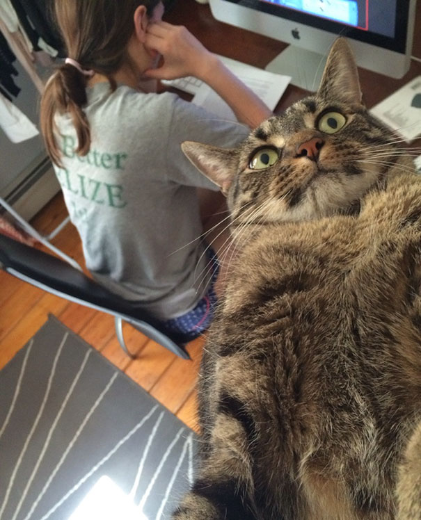 I Guess My Cat Isn't Very Photogenic