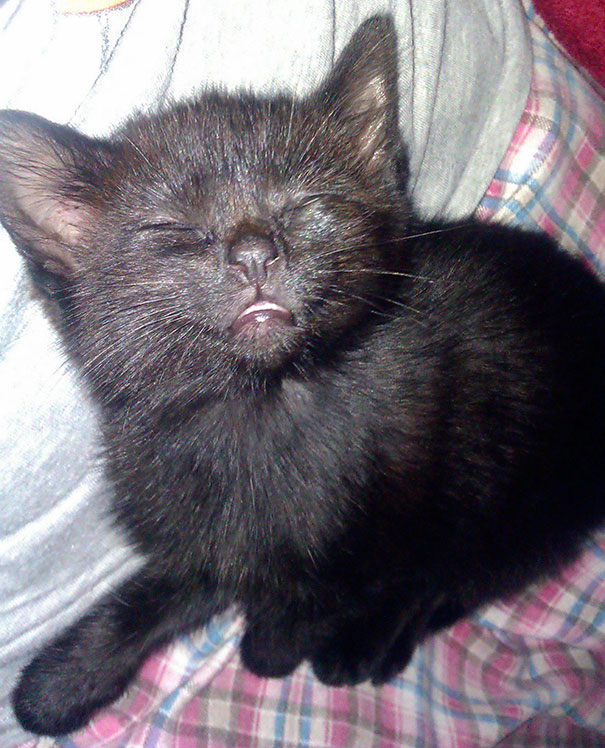 My New Kitten Isn't Very Photogenic