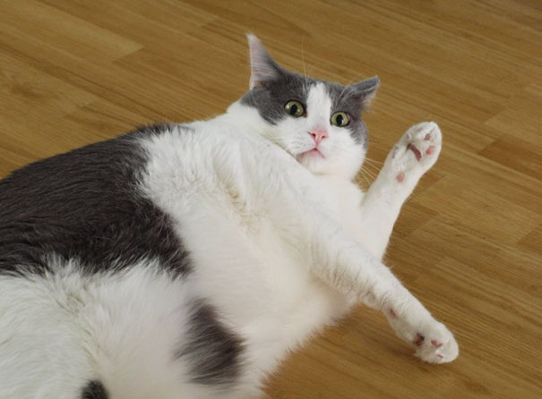 This Is Not A Photogenic Cat