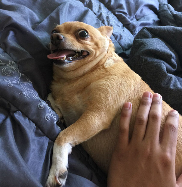 Yeah, My Dog Is Not Photogenic At All