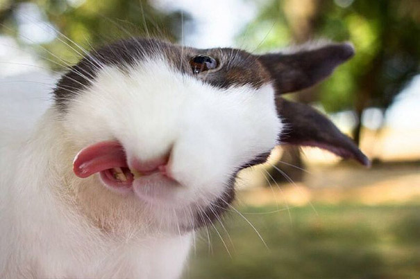 Bunny Derp