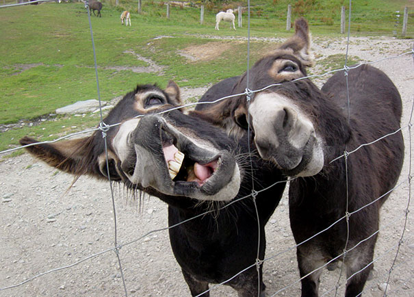 Derp Donkeys