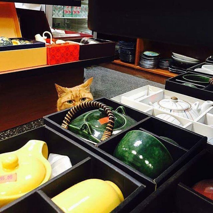 ginger-cat-store-owner-newyork-15 ginger-cat-store-owner-newyork-15