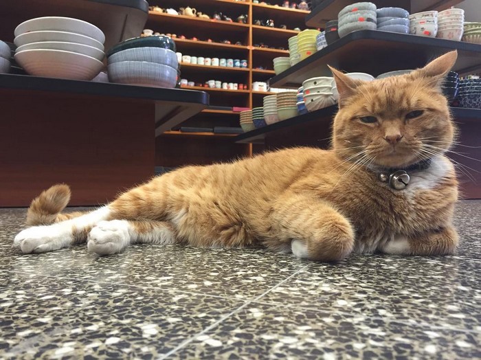ginger-cat-store-owner-newyork-26 ginger-cat-store-owner-newyork-26