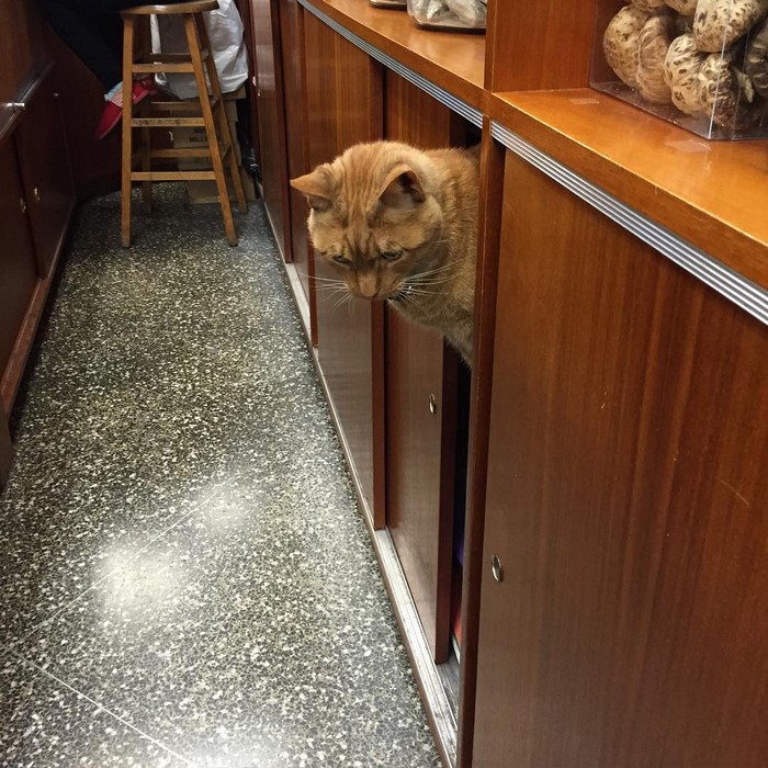 ginger-cat-store-owner-newyork-36 ginger-cat-store-owner-newyork-36