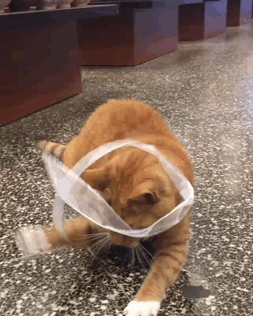 ginger-cat-store-owner-newyork-4 ginger-cat-store-owner-newyork-4