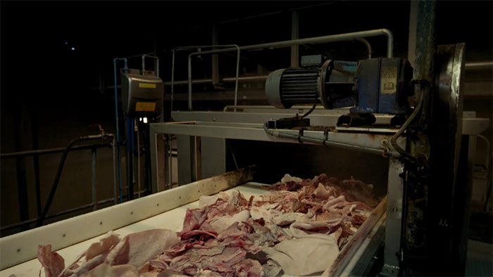 gummy-candy-pigs-gelatine-over-eten-alina-kneepkens-4