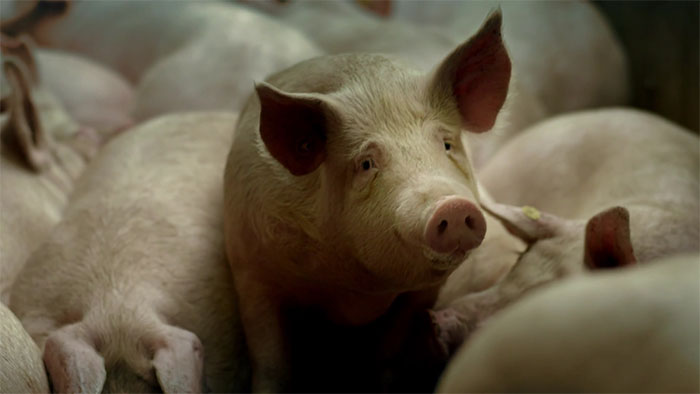 gummy-candy-pigs-gelatine-over-eten-alina-kneepkens-7 gummy-candy-pigs-gelatine-over-eten-alina-kneepkens-7