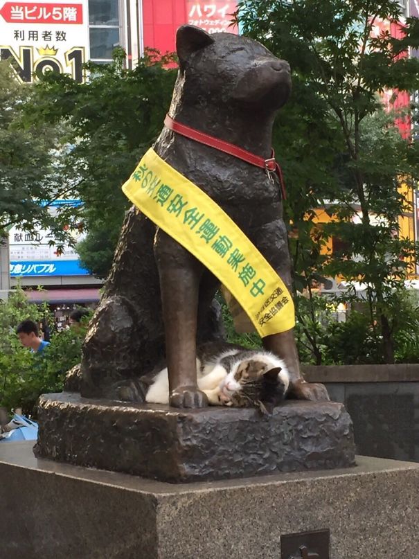 This Cat Visits Hachiko Statue Often In Shibuya, Japan. This Cat Visits Hachiko Statue Often In Shibuya, Japan.