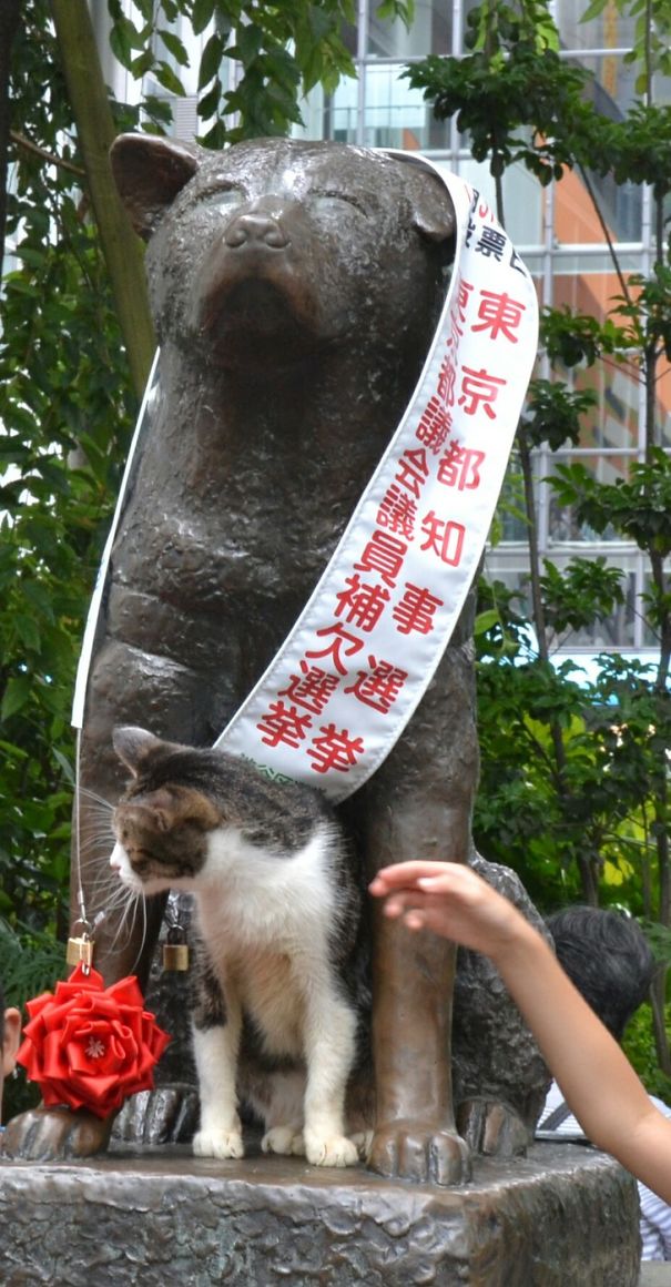 This Cat Visits Hachiko Statue Often In Shibuya, Japan. This Cat Visits Hachiko Statue Often In Shibuya, Japan.