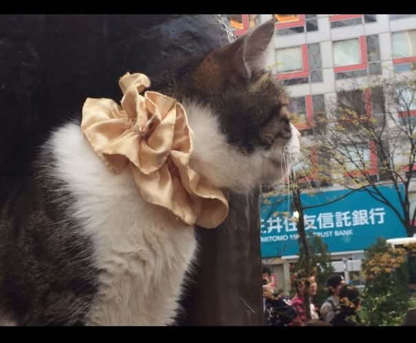 This Cat Visits Hachiko Statue Often In Shibuya, Japan. This Cat Visits Hachiko Statue Often In Shibuya, Japan.