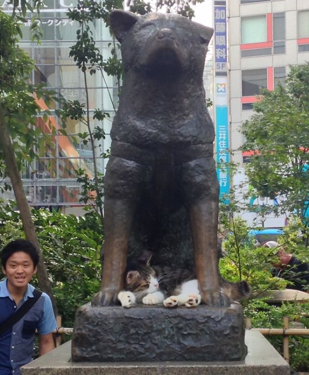 This Cat Visits Hachiko Statue Often In Shibuya, Japan.