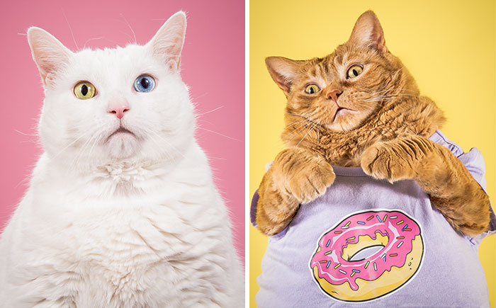I Photograph Adorable Fat Cats