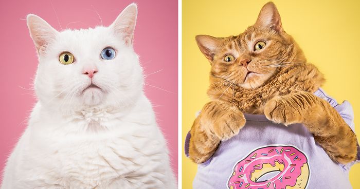 I Photograph Adorable Fat Cats