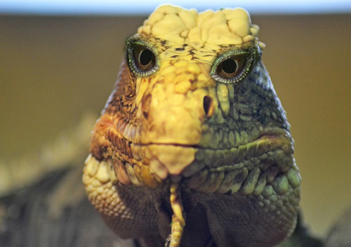 Iguana Lizard