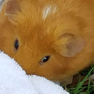 xankuzmanovski avatar