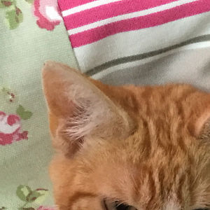 haleemabibi99 avatar