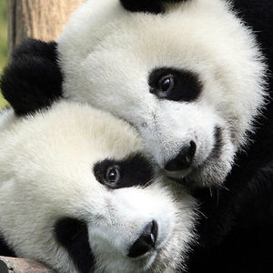 wilsondonald937 avatar