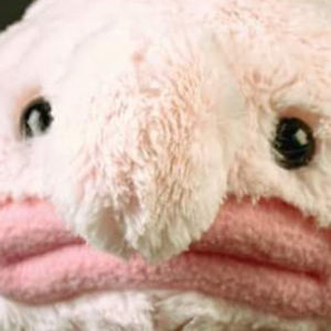 leonora-cormarkovic avatar