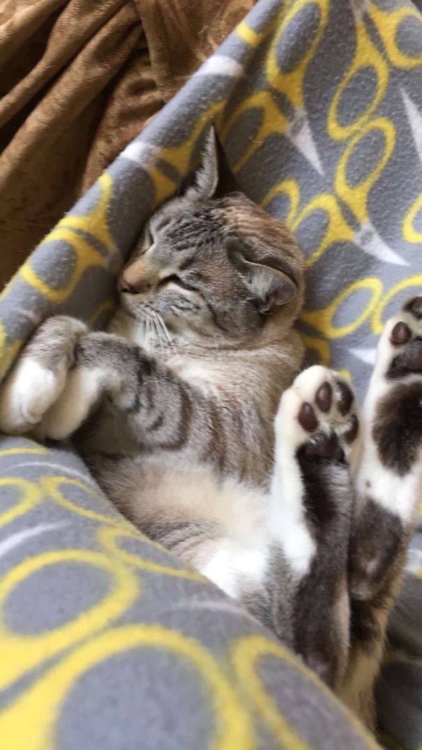 She Was Falling But Still Asleep!