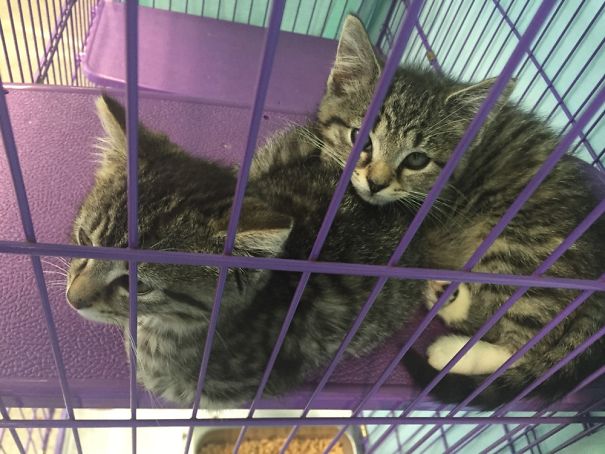 Cuddle Puddle At The Shelter