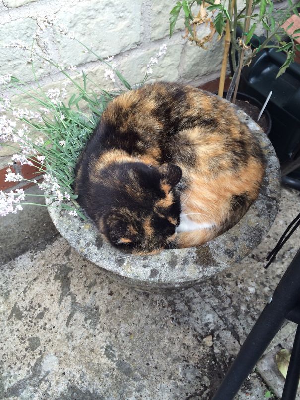 This Pot Of Lavender Best Place For A Soothing Sleep
