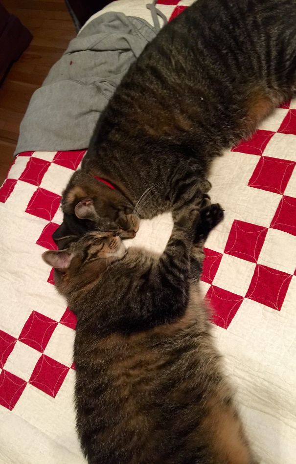 Fell Asleep Mid Head Bonk.