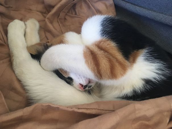 Patches Loves Her Blanket