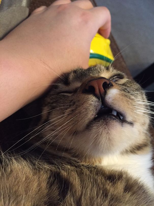 Ollie Catching Zzz's.