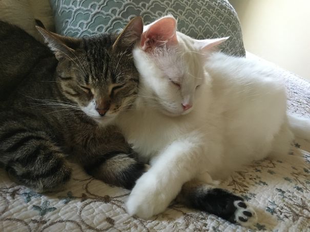 Holding Hands, Taking Naps, That's What We Do!