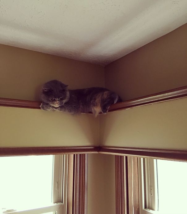 Because There Was No Other Place Left At Home To Sleep Comfortably...