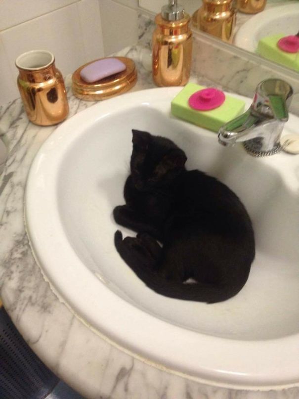 This Is So Comfy! 😸