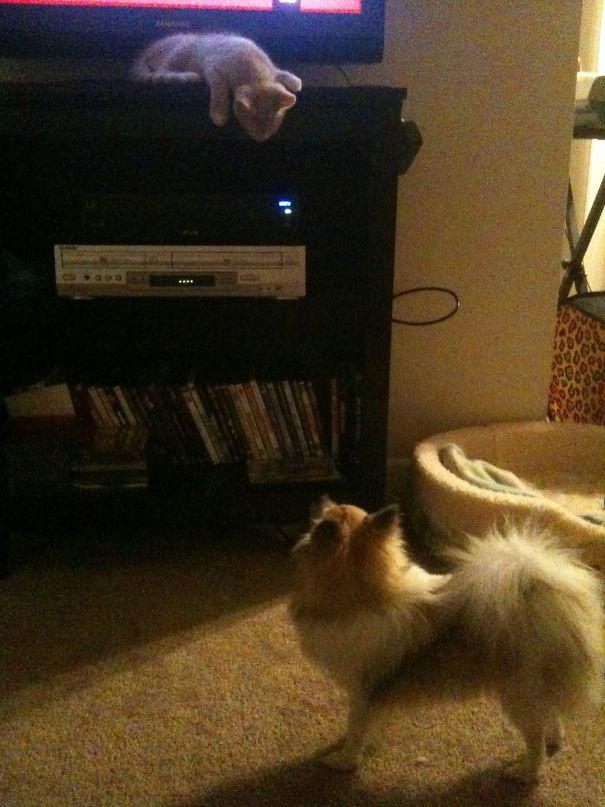 Fell Asleep On Tv Stand :)