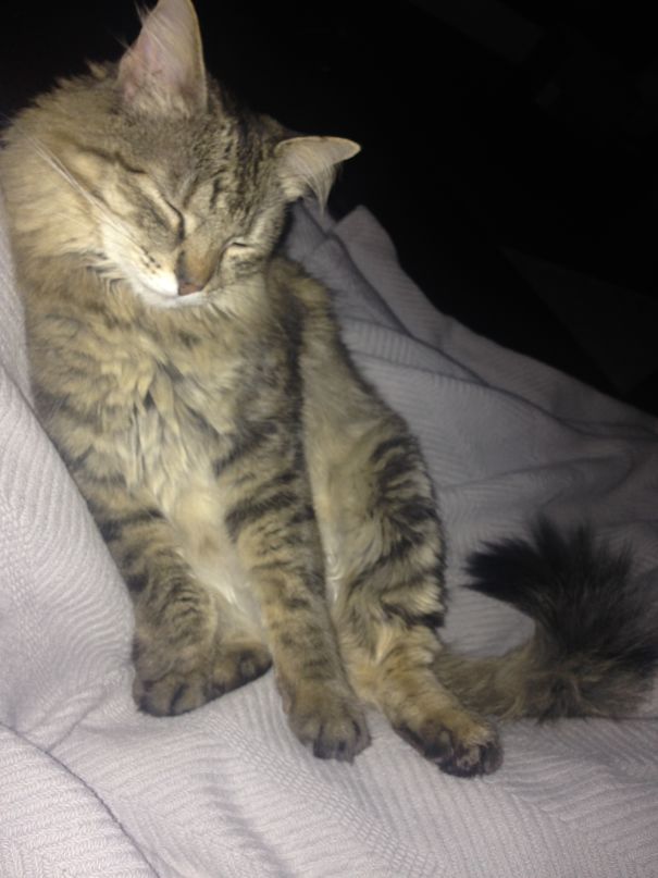 I Sleep Standing Up!