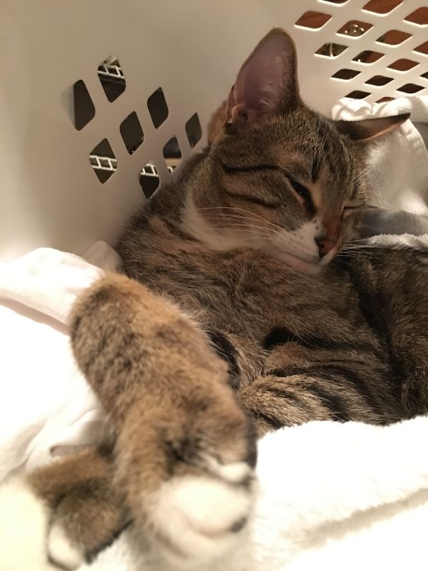 Warm Laundry = Nap Time