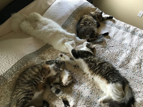 Group Nap!