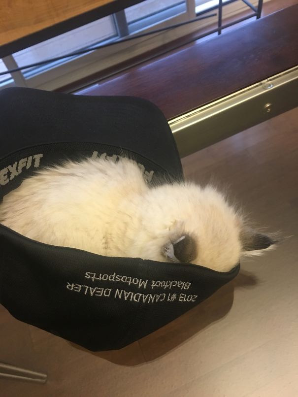 5 Week Old Fluff Ball Will Sleep Where Ever