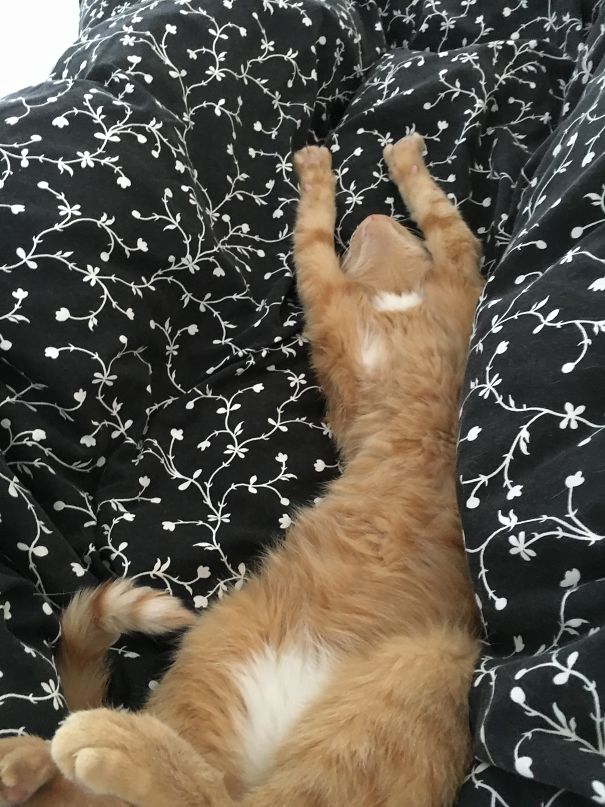 My Cat Likes To Use All Of The Bed When Sleeping