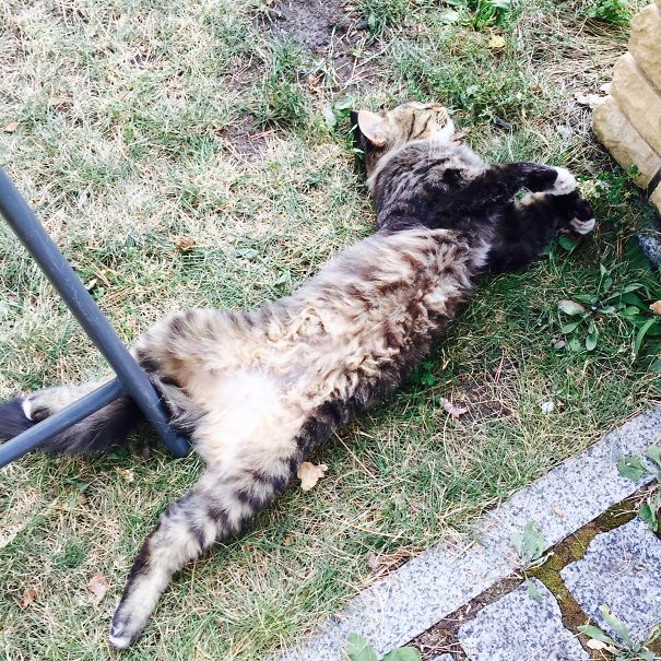 Sunny Day In The Garden...