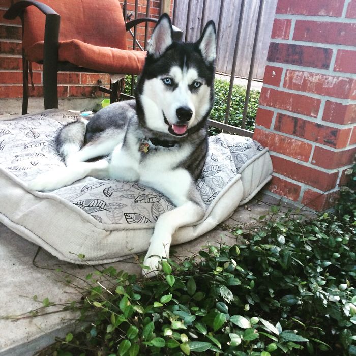 Husky In Texas