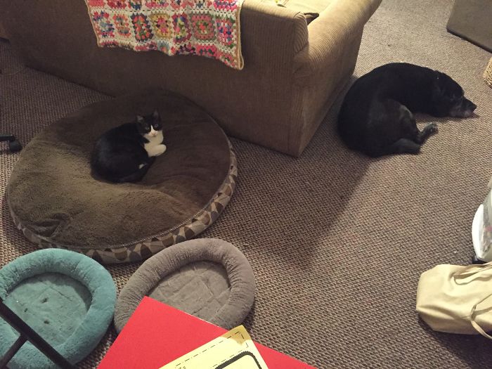 He Always Goes For The Dog's Bed, Never The Cat Beds.