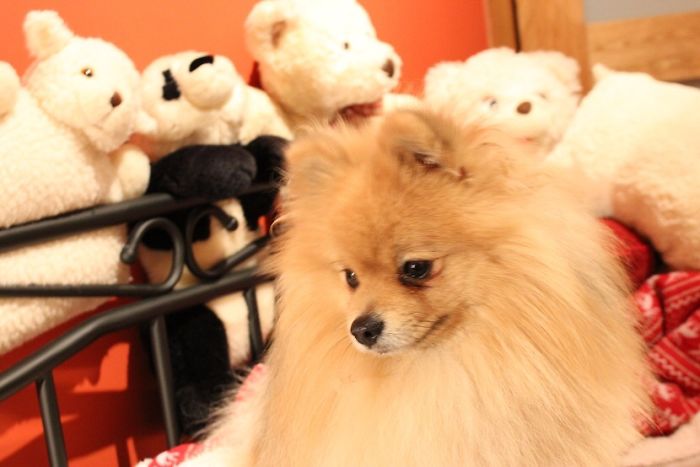 Little Pomeranian. Share The Love And Cutiness!