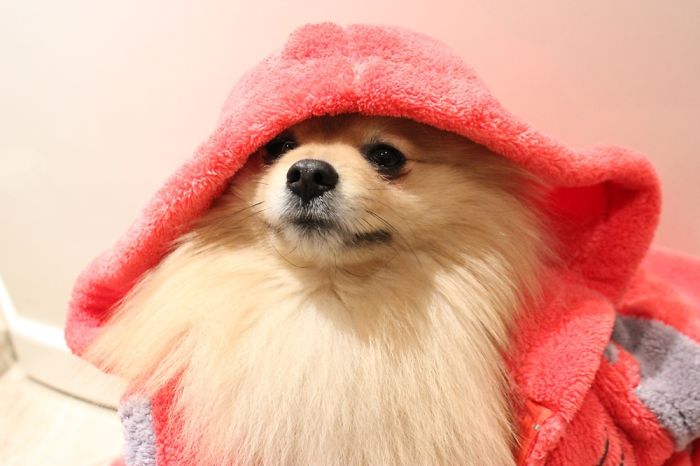 Little Pomeranian. Share The Love And Cutiness!